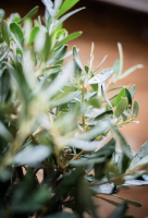 Fleurs d'Auteuil -  Acheter des plantes vertes de décoration à Paris 7ème