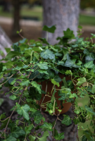 Fleurs d'Auteuil -  Offrir des fleurs pour la naissance de bébé à Boulogne-Billancourt 92100