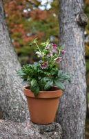 Artisan fleuriste à Boulogne-Billancourt 92100