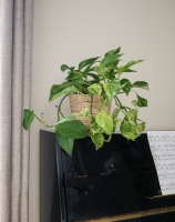 Fleurs d'Auteuil -  Acheter des plantes pour extérieur à Paris 8ème