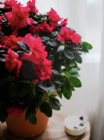 Fleurs d'Auteuil -  Acheter un bouquet de lisianthus blanc à Levallois-Perret 92300