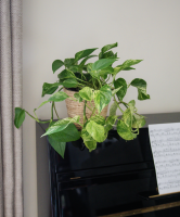 Fleurs d'Auteuil -  Acheter des accessoires de jardinage à Boulogne-Billancourt 92100