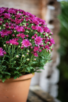 Fleurs d'Auteuil -  Faire une commande en ligne de roses blanches avec livraison gratuite à Levallois-Perret 92300