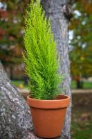 Artisan fleuriste à Paris 17ème