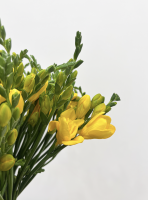 Fleurs d'Auteuil -  Fleuriste pour l'achat de plantes grasses à Saint-Cloud 92210