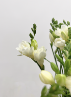 Artisan fleuriste à Paris 6ème