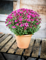 Artisan fleuriste à Boulogne-Billancourt 92100