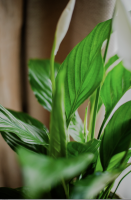 Fleurs d'Auteuil -  Où trouver un magnifique bouquet de roses rouges à Boulogne-Billancourt 92100 ?