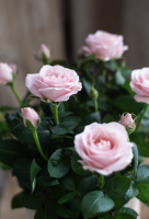 Artisan fleuriste à Neuilly-sur-Seine 92200