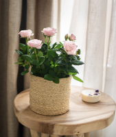 Artisan fleuriste à Paris 6ème