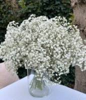 Fleurs d'Auteuil -  Fleuriste pour l'achat de plantes grasses à Paris 17ème