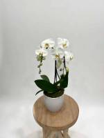 Fleurs d'Auteuil -  Livraison rapide de fleurs fraiches à Neuilly-sur-Seine 92200