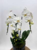 Artisan fleuriste à Paris 15ème