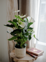 Fleurs d'Auteuil -  Composer un bouquet de fleurs pour un anniversaire à Paris 17ème