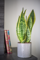 Artisan fleuriste à Saint-Cloud 92210