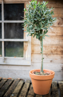 Fleurs d'Auteuil -  Se faire livrer des plantes pour décoration extérieure à Paris 15ème