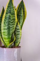 Fleurs d'Auteuil -  Acheter de beaux vases pour bouquets de fleurs à Paris 8ème
