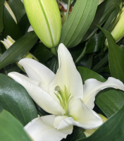 Fleurs d'Auteuil -  Fleuriste pour achat et livraison d'un bouquet floral à Boulogne-Billancourt 92100